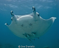Manta coming in for a look by Joe Daniels 